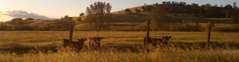 Megans Blog