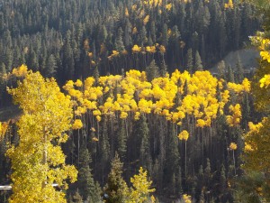 Looking over Aspens