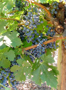 Merryvale grapes